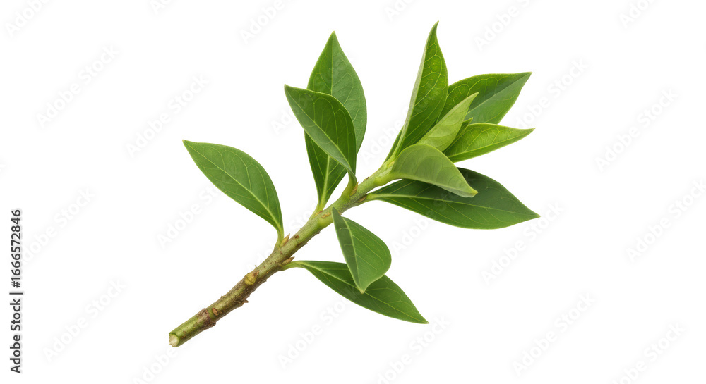 Fototapeta premium Isolated Branch With Green Leaves