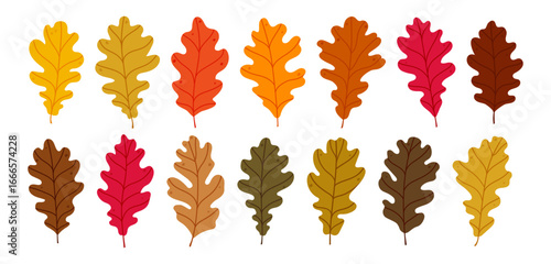 Set of colorful autumn oak leaves in various shades. Flat vector illustration isolated on white background. Fall season design elements for decoration and templates. Oak leaves