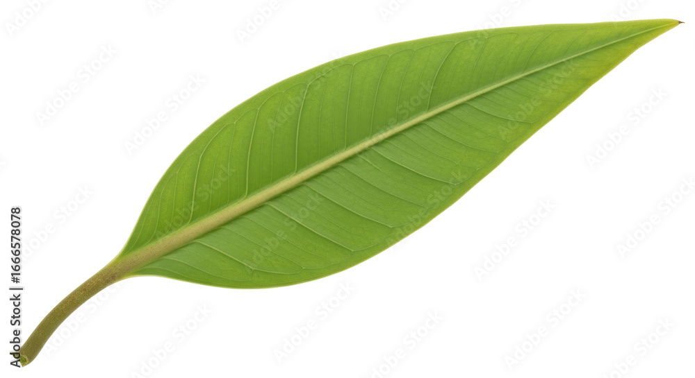 Fototapeta premium Isolated Green Leaf