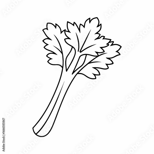 Celery Leaf Vector Outline