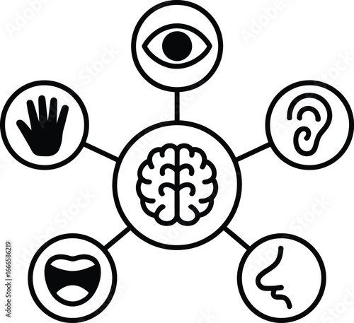 Diagram of the five senses connected to the brain in a circular infographic