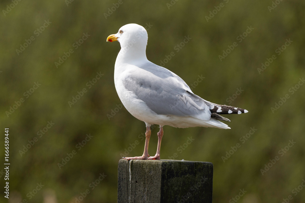 Obraz premium Goéland argenté, Larus argentatus, European Herring Gull
