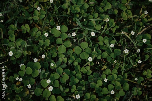 Background of green clover leaves