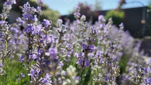 Lavender bushes plantation with bees in nature