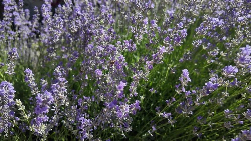 Lavender bushes plantation with bees in nature