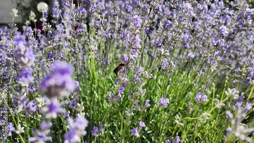 Lavender bushes plantation with bees in nature