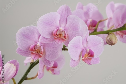 Stunning and Exquisite Western Orchid Blooms