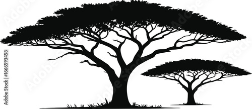 Silhouette of two iconic acacia trees in the african savanna