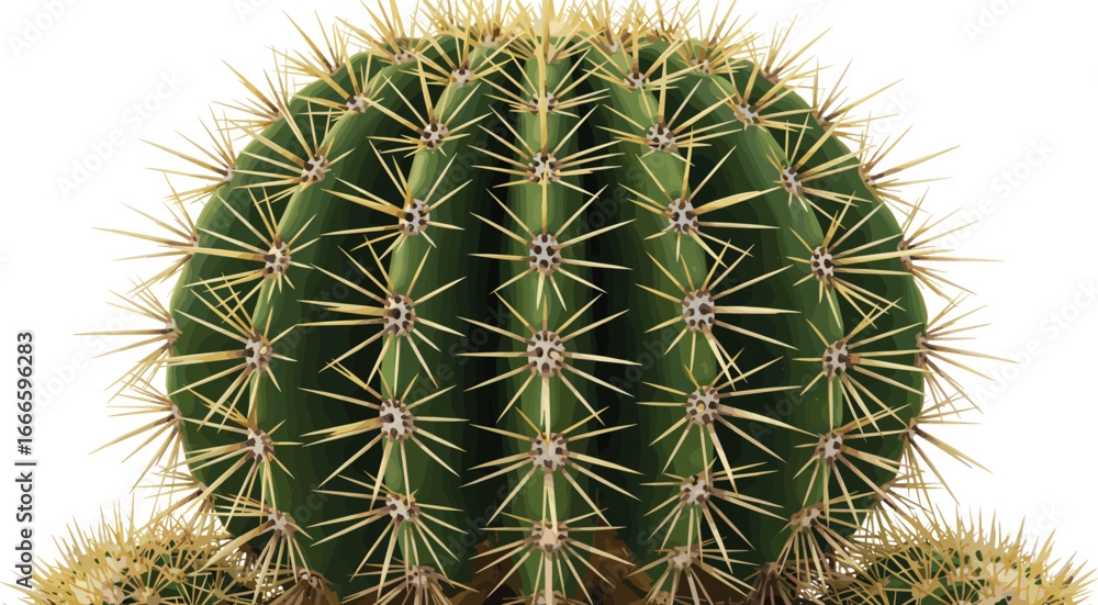 Close-up of golden barrel cactus with sharp yellow spines, isolated on white background, desert plant texture, spiky succulent detail Close-up of golden barrel cactus with sharp yellow spines, isolated on white background, desert plant texture, spiky succulent detail
