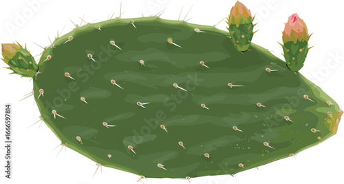 Green prickly pear cactus pad with new buds, isolated on white background, desert plant, tropical succulent, natural botanical texture
