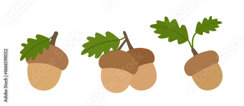 Set of flat autumn acorn flat stock vector isolated.
Ripe brown acorn 
For Harvest, Thanksgiving. 
White background.
