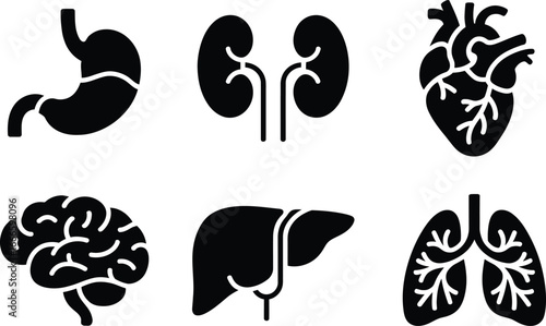 Set of human organ icons including stomach kidneys heart brain liver and lungs