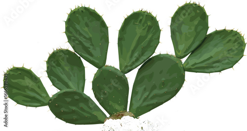 Opuntia cactus isolated on white background, prickly pear succulent plant, desert flora, edible nopales, green paddle cactus for gardening
