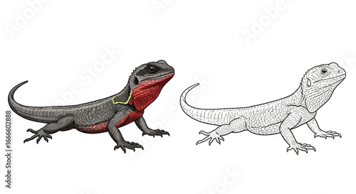 Amazon Lava Lizard Colored and Outline Version Page Reptile Activity Sheet Design