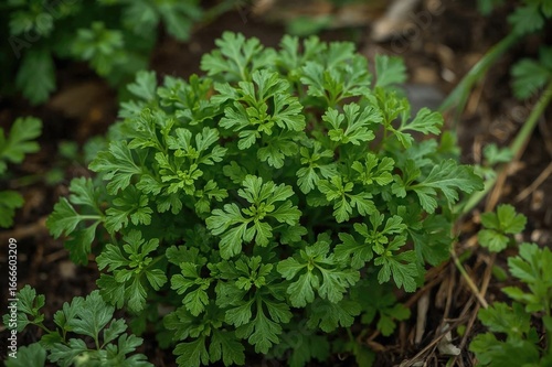 Wallpaper Mural Green parsley growing outdoors with fresh leaves for cooking Torontodigital.ca