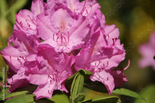 Mit voller Pracht der Sonne entgegen