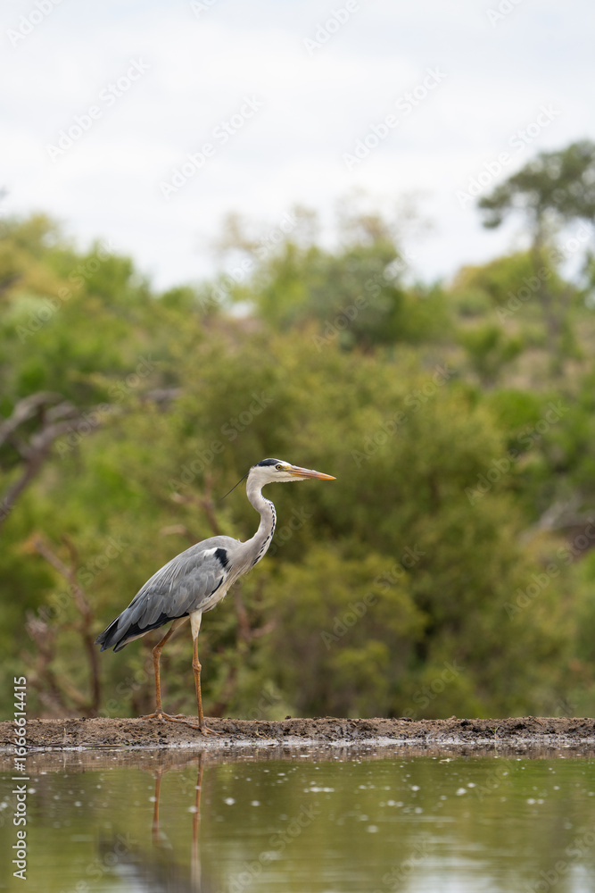 Naklejka premium A grey heron standing at a waterhole with blurred green background, Greater Kruger. 
