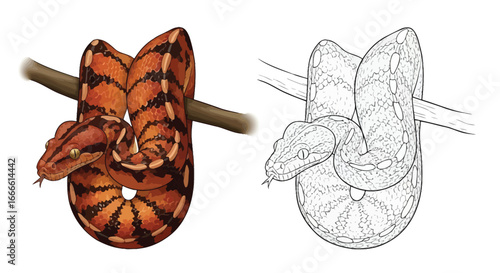 Amazon Tree Boa and Line Art Companion Coloring Page Dual Reptile Design Printable