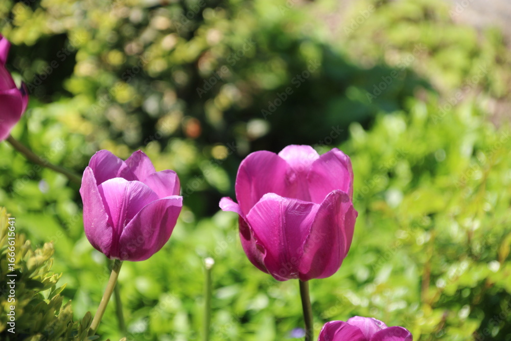 Obraz premium Tulpen ole
