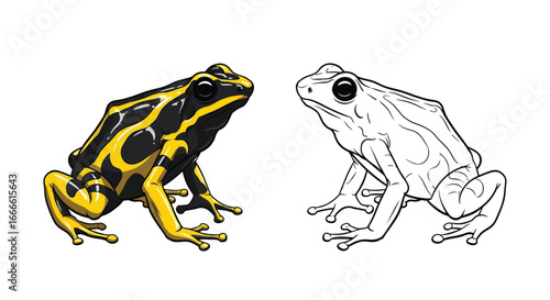 Amazon Yellow-Banded Poison Frog Dual Version Coloring Page with Color and Outline