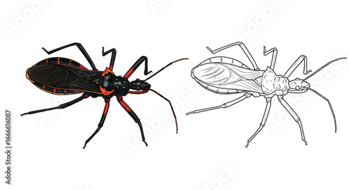 Amazonian Assassin Bug Coloring Activity Sheet with Full Color and Outline Versions