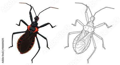 Amazonian Assassin Bug Coloring Activity Sheet with Detailed Line Art and Full Color Example