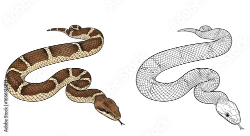 Amazonian Racer Snake Reptile Coloring Page with Detailed Line Art and Full Color Example