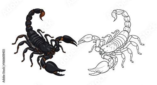 Amazonian Scorpion Coloring Sheet Design with Full Color Example and Line Art Outline