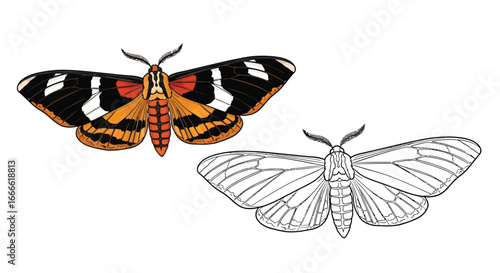 Amazonian Tiger Moth Coloring Sheet Printable with Full Color and Detailed Line Art