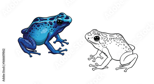 Blue Poison Dart Frog Amphibian Coloring Page with Detailed Outline and Full Color Version