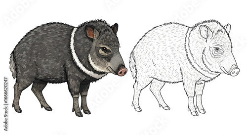 Collared Peccary Coloring Page with Color and Outline Mammal Activity Sheet Design