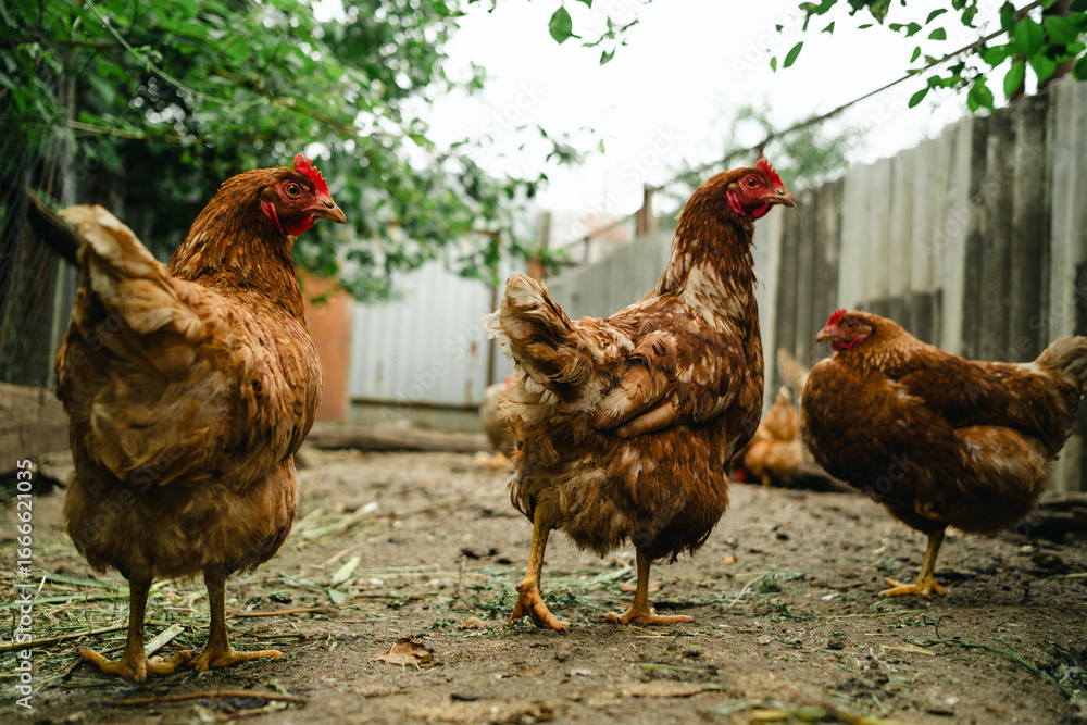 Fototapeta premium Chickens roam freely in a farmyard, pecking at the ground and interacting with each other under the warm sun. The setting creates a lively and natural atmosphere in the countryside.