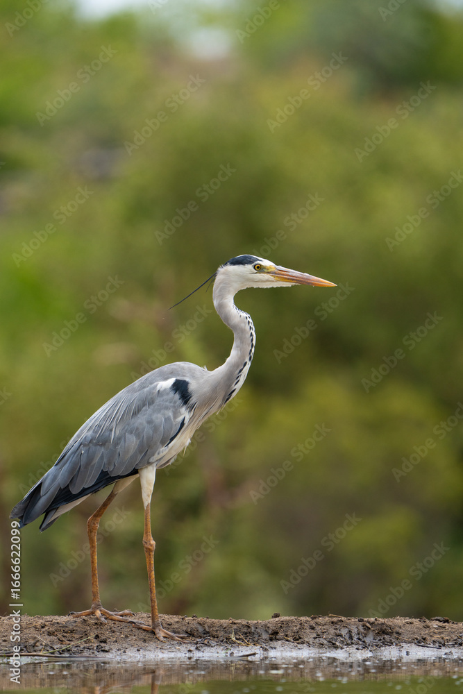 Fototapeta premium A grey heron standing at a waterhole with blurred green background, Greater Kruger.