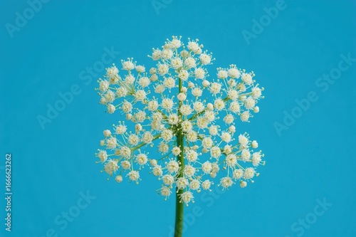 Dark elderberry blossoms on a blue backdrop