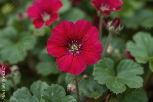 Rear view of a long-lasting geranium bloom