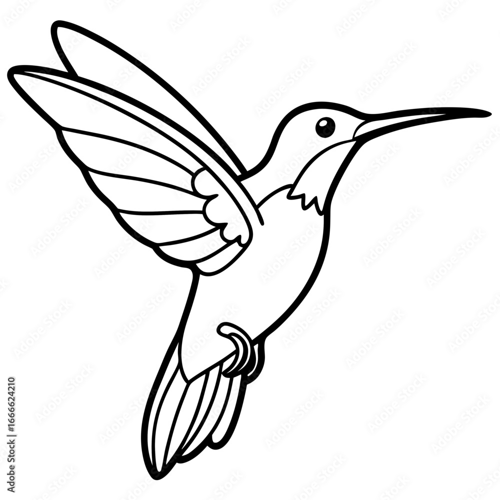 Obraz premium Xantus Hummingbird Fine Line Drawing Design