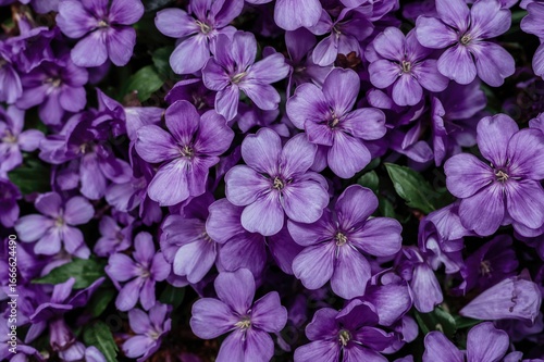 Purple flower background design