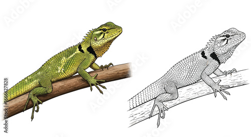 Realistic Fully Colored Collared Tree Runner and Line Drawing Coloring Page Dual Design