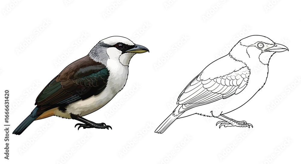 Fototapeta premium Detailed White Necked Puffbird Coloring Sheet with a Colored and Blank Outline Version