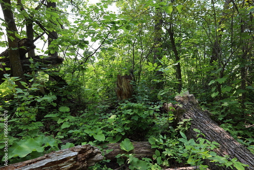 broken fallen trees lay in dense rich green boreal forest under bright summer sunshine (close-up, logs, storm-damage, sunny)
