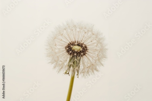 Wallpaper Mural Close-up of a whimsical dandelion Torontodigital.ca