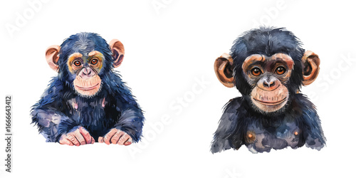 zhimpanzee watercolor vector illustration