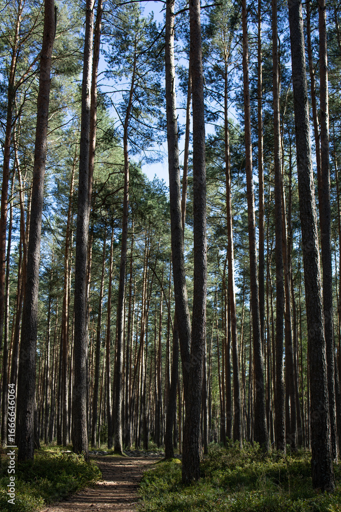 Fototapeta premium beautiful picture of a coniferous forest with a path, landscape for screensaver
