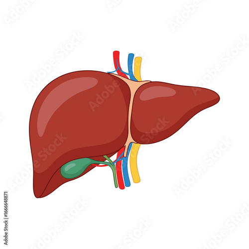 Anatomy of the human liver