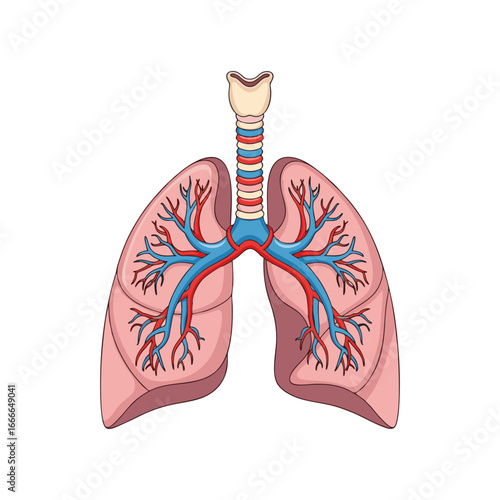Anatomy of the human lungs