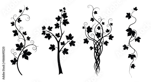 Decorative botanical silhouettes of grape vines and leaves for artistic design elements vector