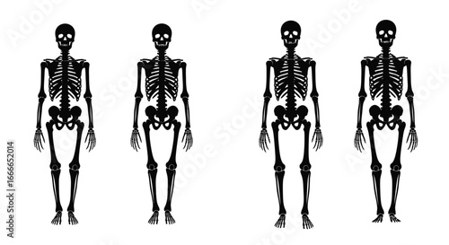 Four human skeletons front view demonstrating body types and bone structures for medical or educational use vector