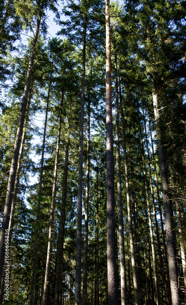Fototapeta premium bottom view of the tops of tall fir trees