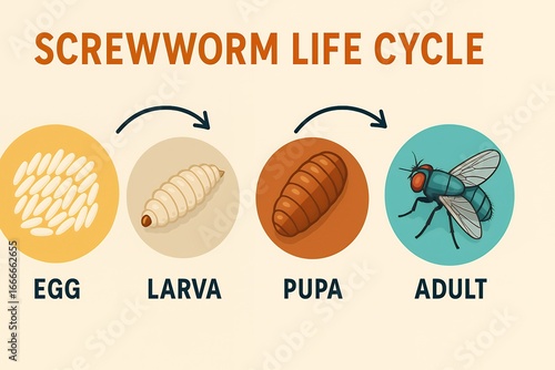 Screwworm Life Cycle Chart Showing Eggs, Larva, Pupa, and Adult Fly