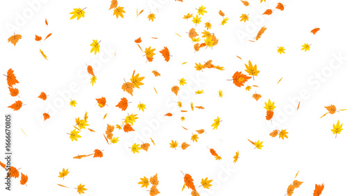 A vibrant cascade of falling autumn leaves in warm shades of orange and yellow. Seasonal illustration featuring a dynamic leaf fall, perfect for nature-themed designs with a transparent background.